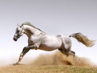 Изображение белого коня бегущего по степи, подымая столбы пыли