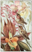Эдвард Юлиус Детмольд "Catasetum and Cypripedium", иллюстрация на тему птиц и цветов