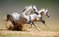 Два сильных белых коня бегущих по полю, подымая пыль