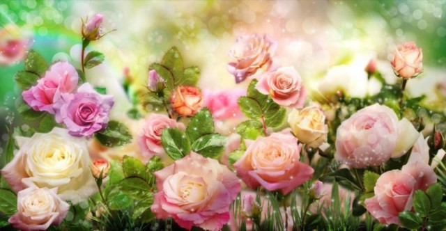 Живые розы белого, фиолетового и чайного цвета