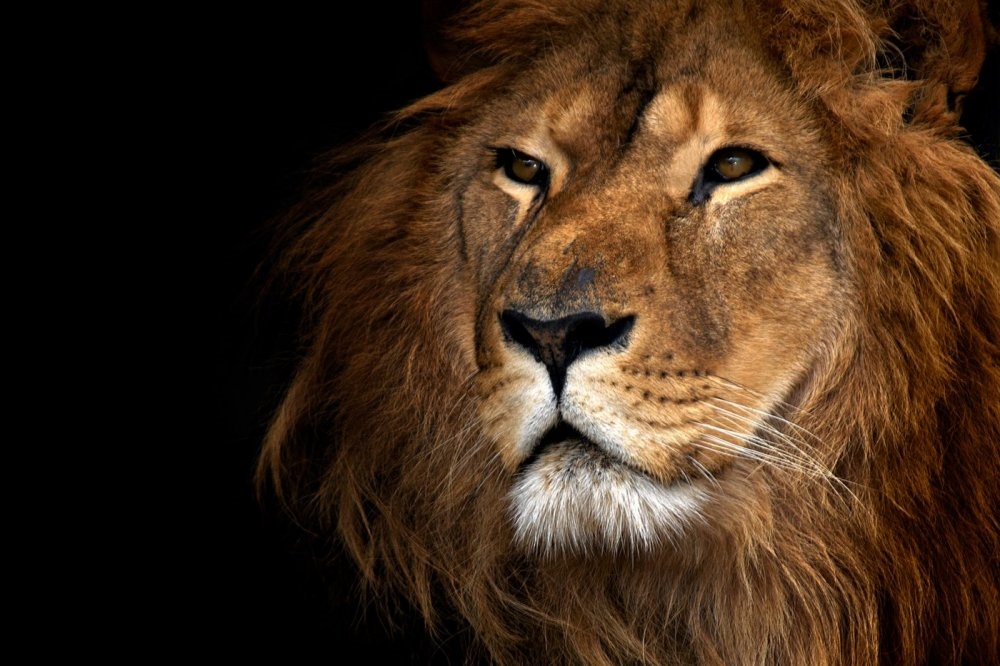 Изображение головы льва на черном фоне