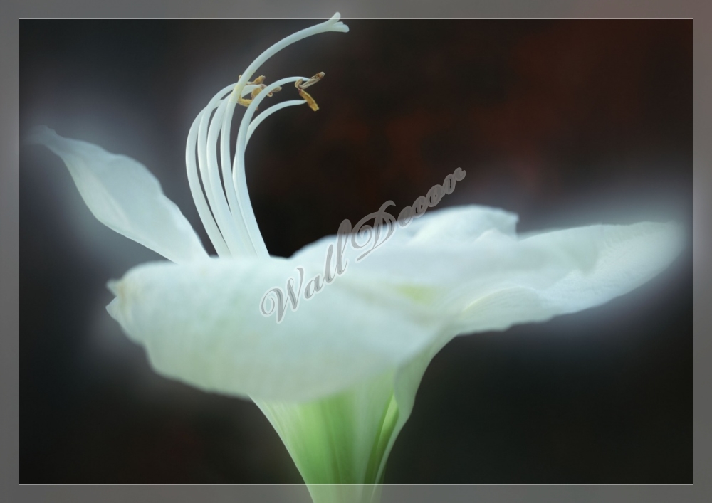 Изображение большого белого цветка